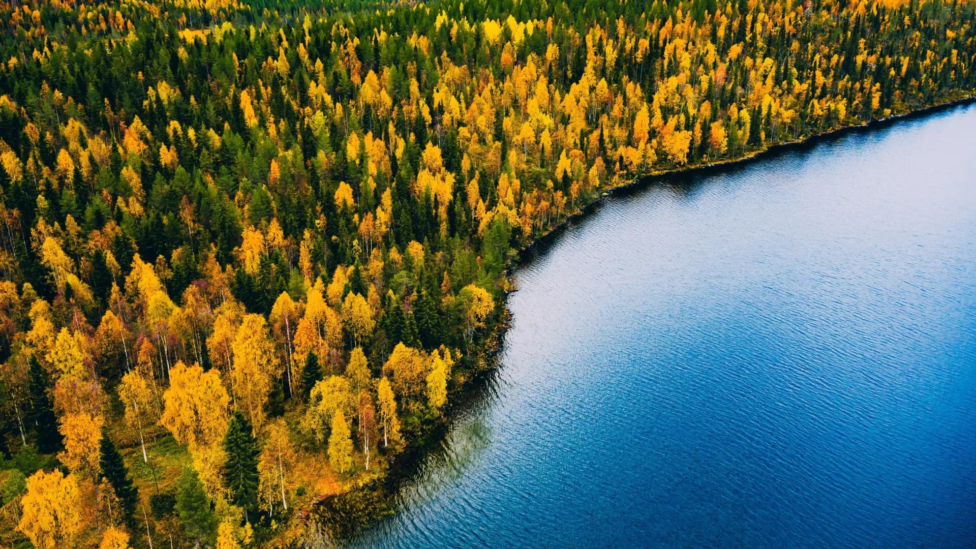 A “lost world” beneath the North Sea was once full of forests