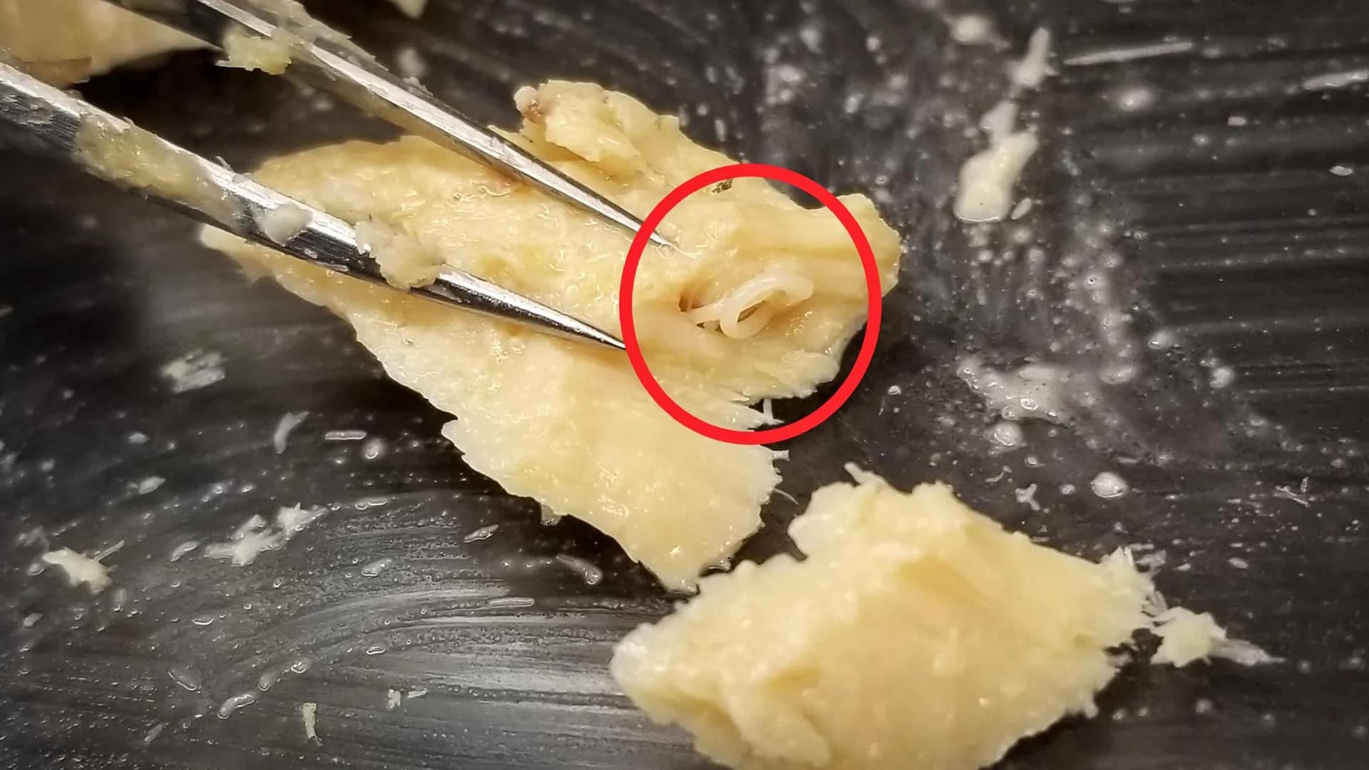 Scientists open 40-year-old salmon and find a surprising sign of ocean recovery