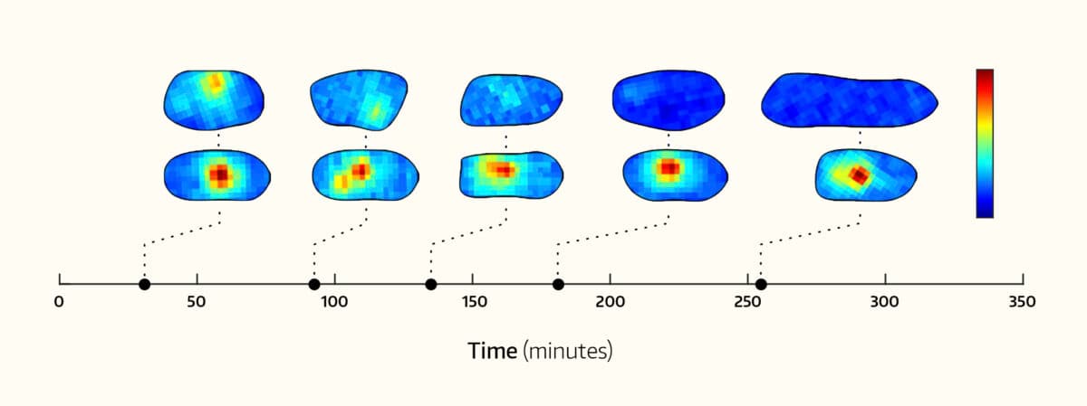 Q&A: UW scientists decode the logic behind cells’ mysterious protein stockpiles